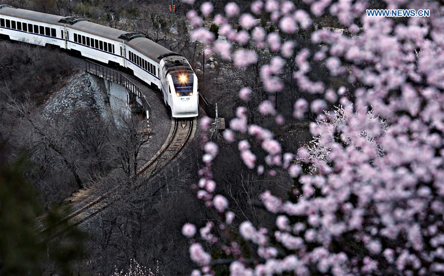 Train runs in mountainous area of blossom flower in Beijing