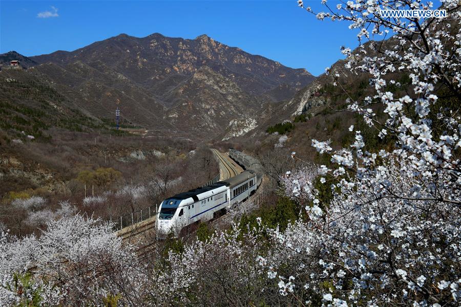 Train runs in mountainous area of blossom flower in Beijing