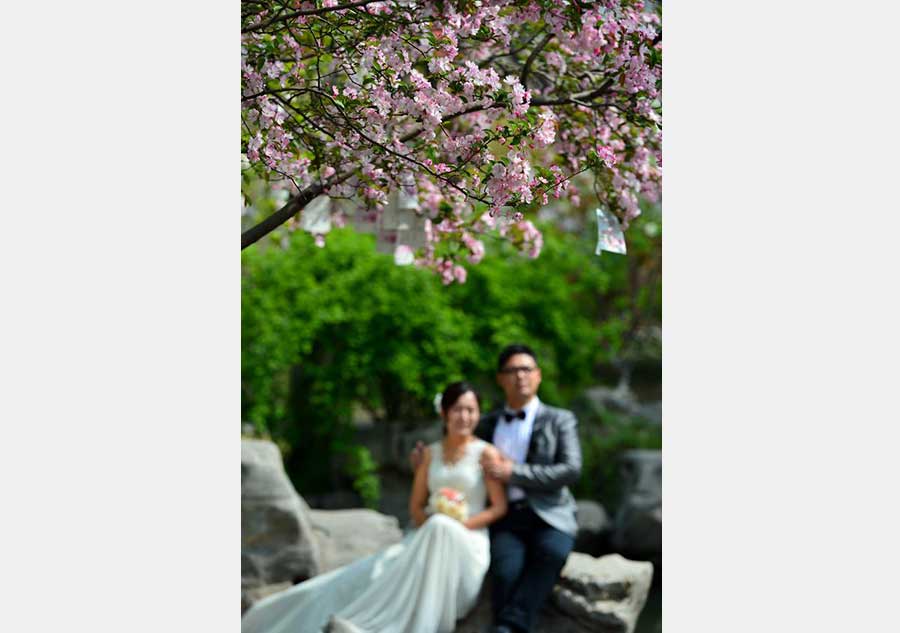 Crabapple flowers enter blossom season at parks in Jinan