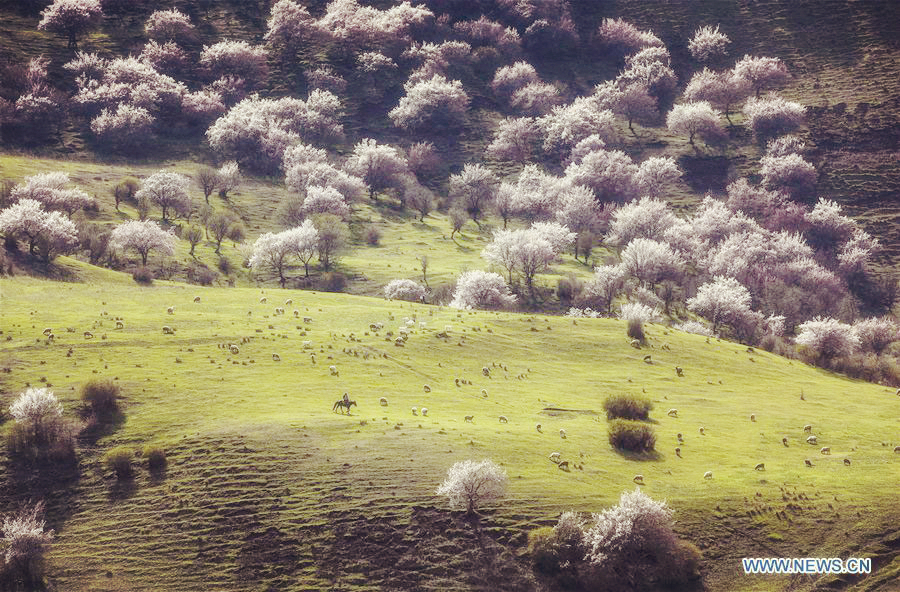 Almond flowers bloom in Xinjiang