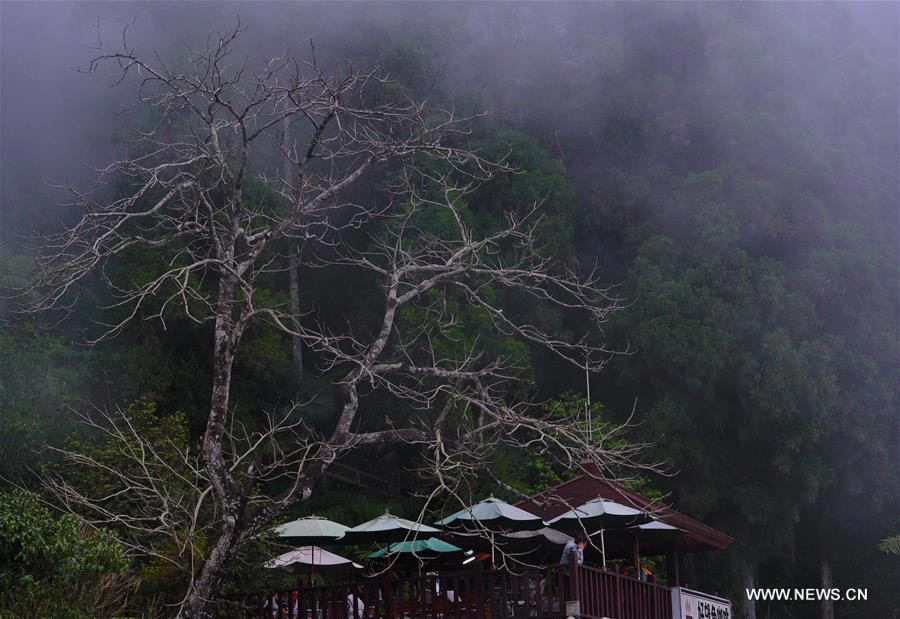 Spring scenery of Ali Mountain in Taiwan