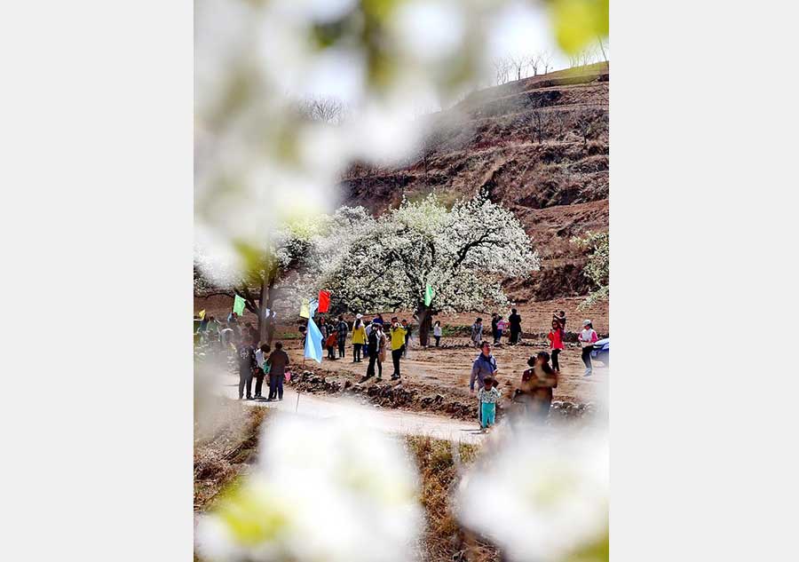 Pear blossoms present fresh spring sight, Hebei province