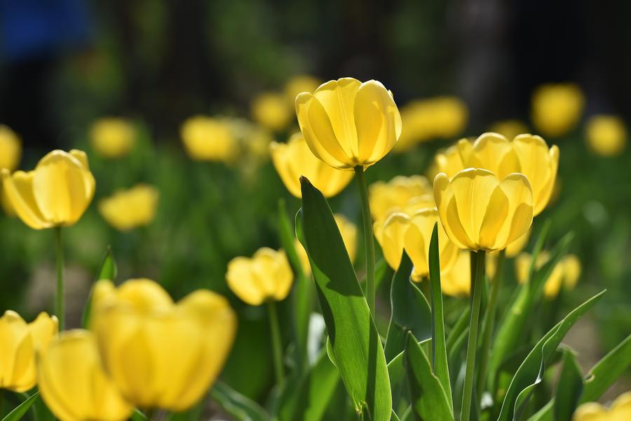 Tulip flowers bloom at Yingze Park in Taiyuan[1]- Chinadaily.com.cn