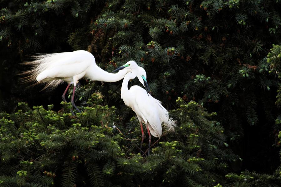 In pics: Egrets around Poyang Lake