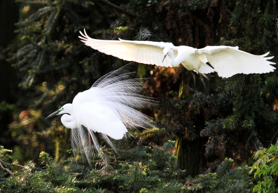 In pics: Egrets around Poyang Lake