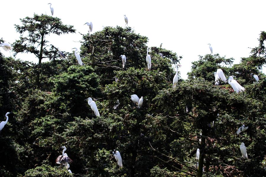 In pics: Egrets around Poyang Lake