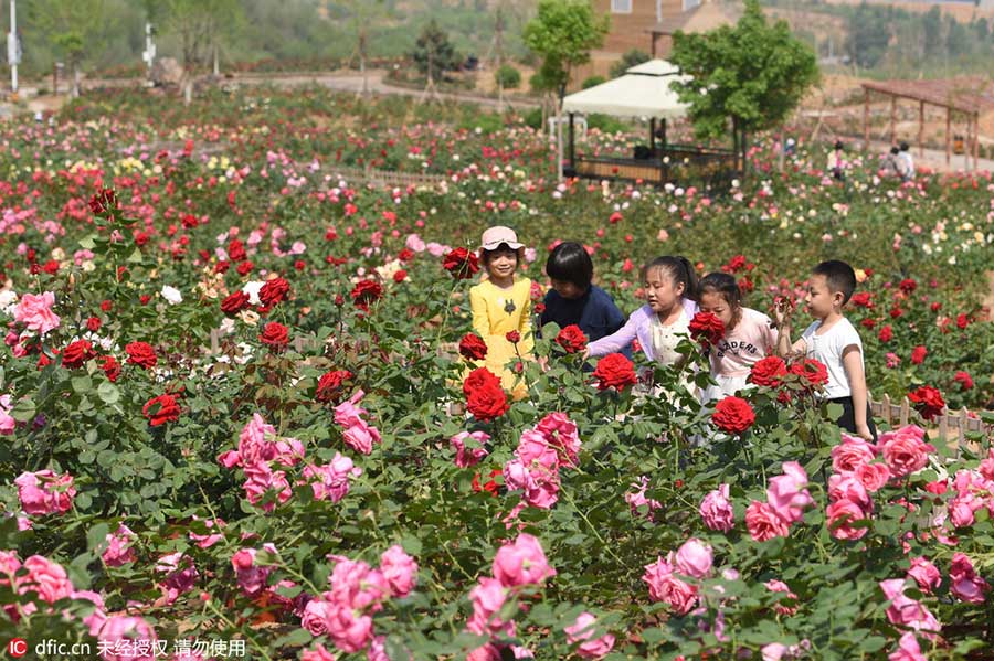 Rose garden opens to visitors in Beijing suburbs