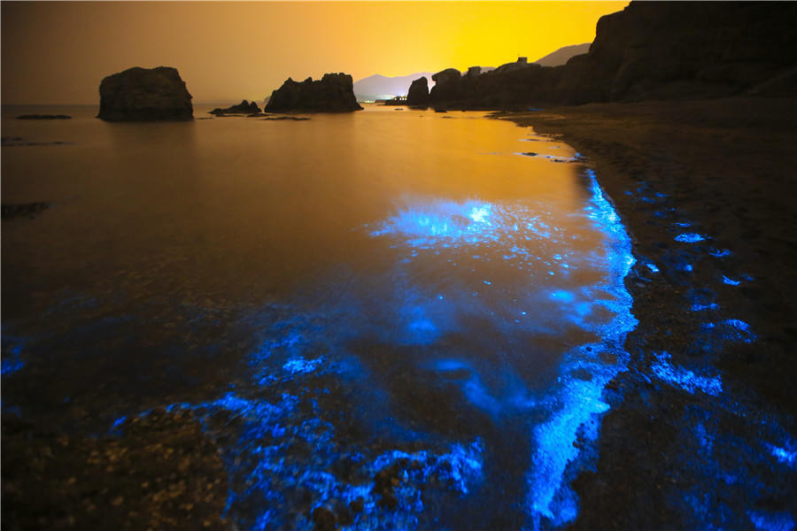 Sea turns fluorescent in Dalian, Northeast China