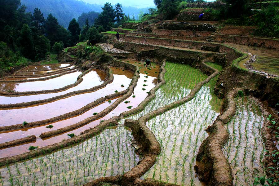 Terraced fields present pastoral beauty in Jiangxi