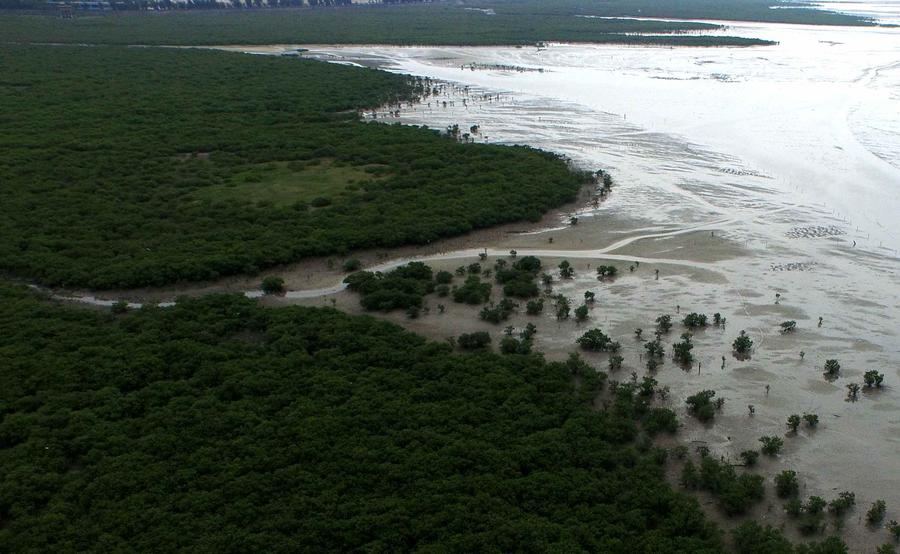 7,300-hectare mangrove trees protect South China locals