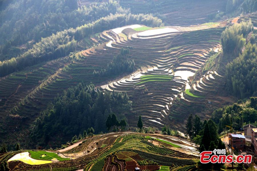 Terraced fields form beautiful landscape in E China town