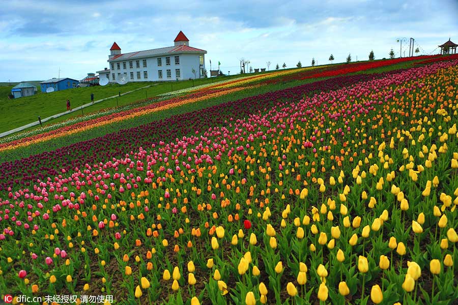 Tianshan Mountains tulips in full bloom