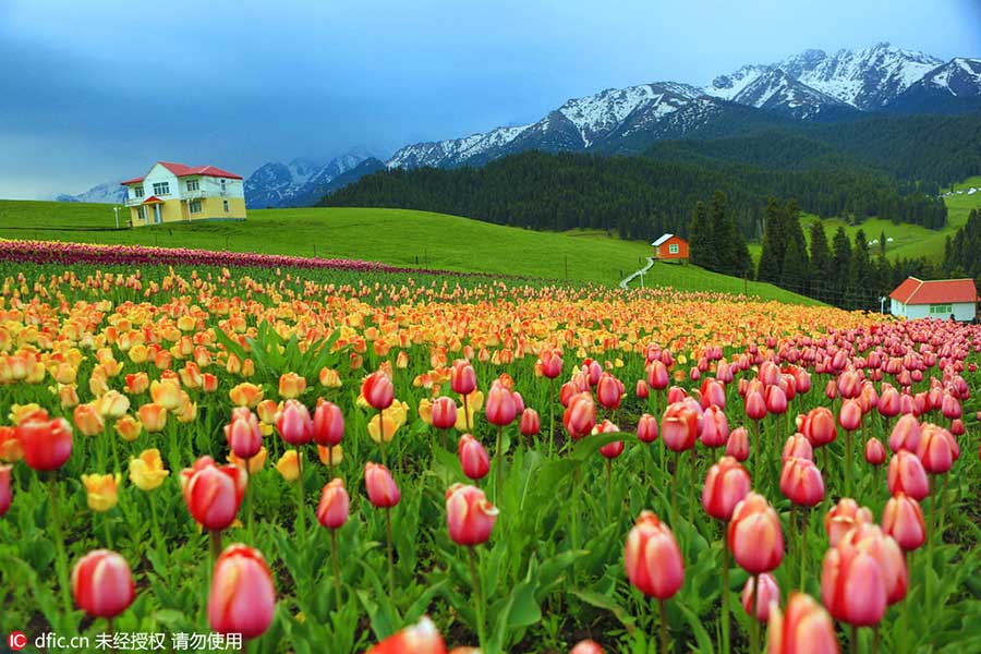 Tianshan Mountains tulips in full bloom