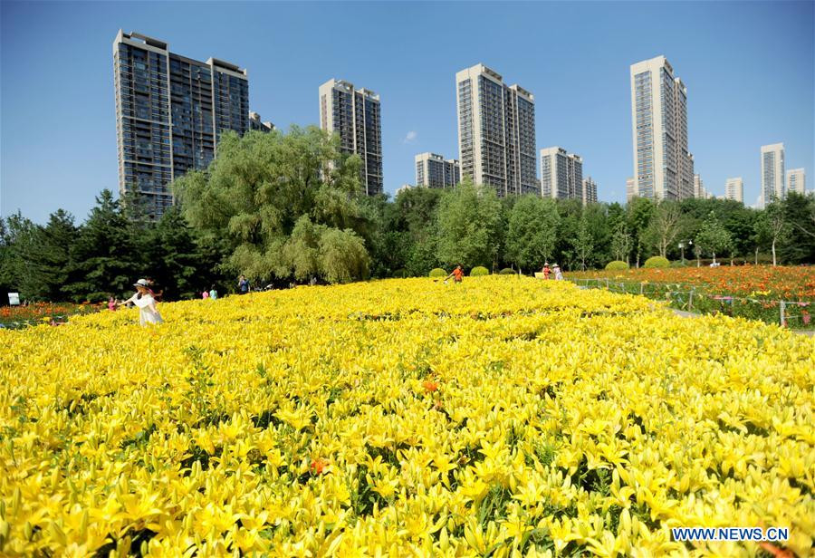 Tourists enjoy scenery of lily flowers in Shenyang, China's Liaoning