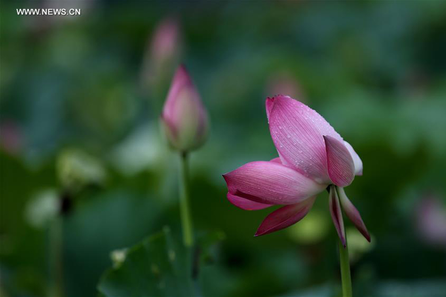 Lotus flowers seen after rain in Liuzhou, south China's Guangxi