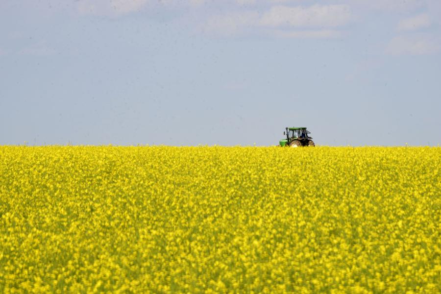 Scenery of cole flower field at Inner Mongolia