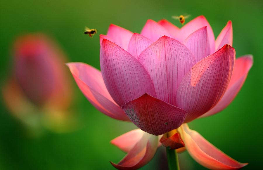 Refreshing lotus blossoms to cool down your summer