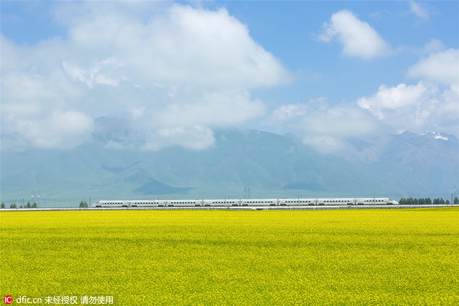 Train runs through cole flower fields in Qinghai