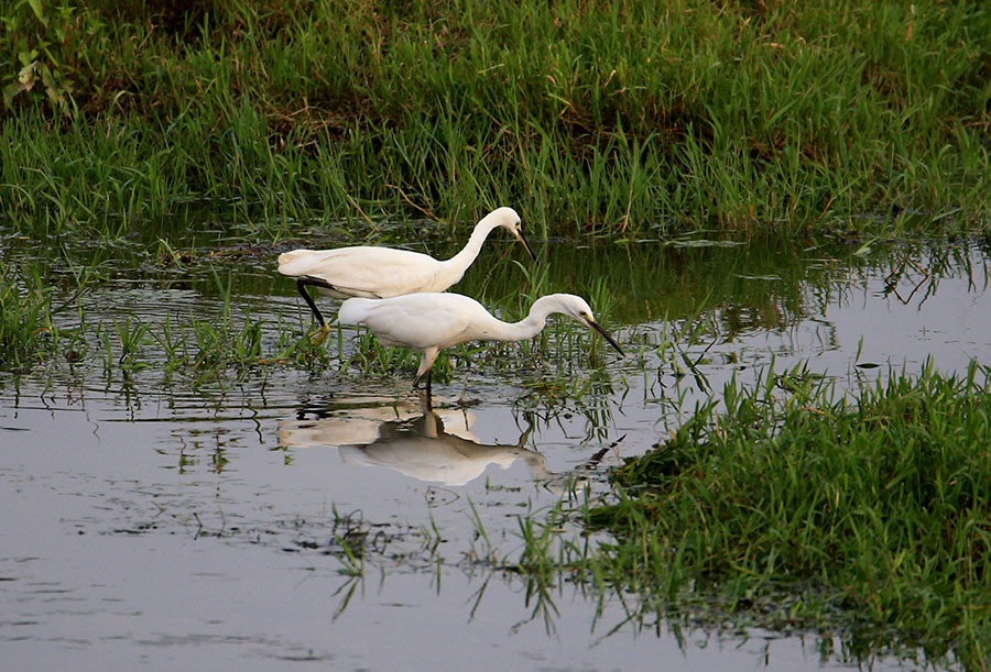 Xinanjiang River becomes heaven for egrets