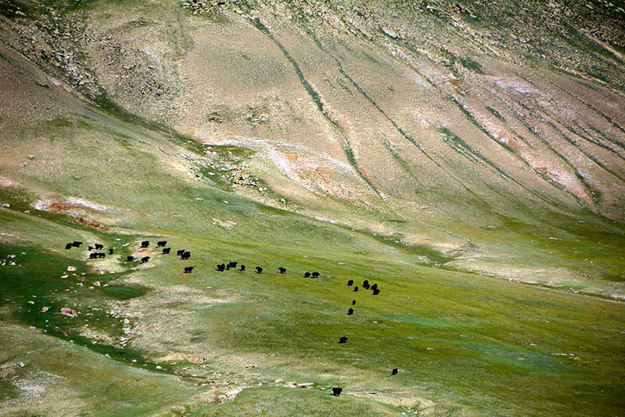 Altyn Mountains nature reserve: Paradise for plants and wild animals