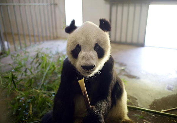 Plan completed for national panda park