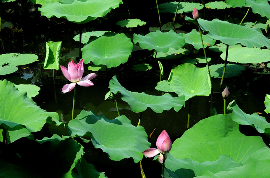 Lotus flower brightens Zhuozheng garden in Suzhou