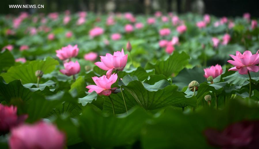 Lotus flowers bloom in Yangzhou city, Jiangsu province