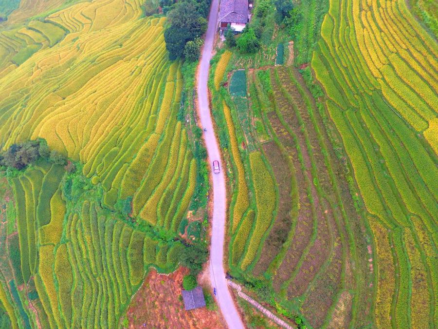 Aerial photos show paddy fields in South China's Guangxi