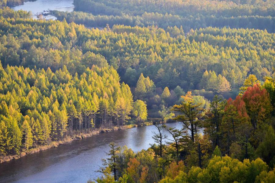 Greater Khingan Range: autumn beauty at its best[8]- Chinadaily.com.cn