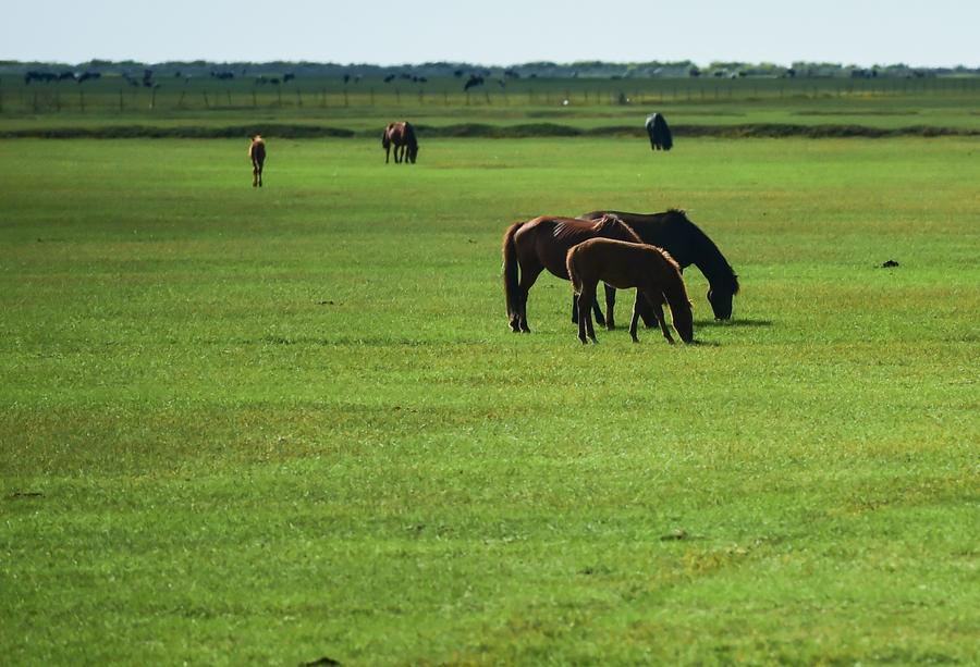 Grassland of Hulun Buir in Inner Mongolia