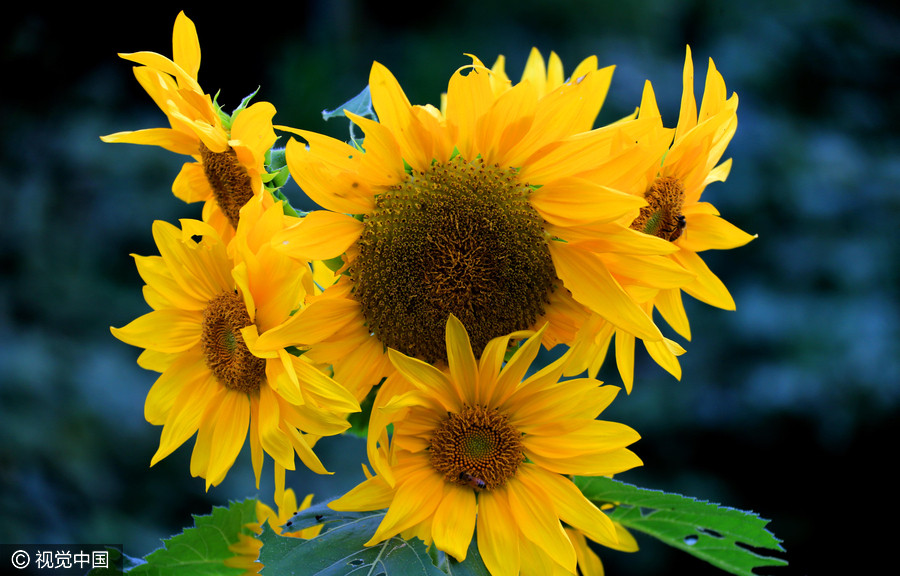 Golden sunflowers burst open in autumn beauty