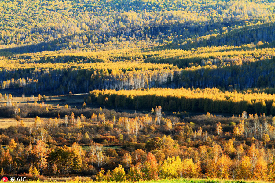 Best places to enjoy autumn's golden landscapes in China