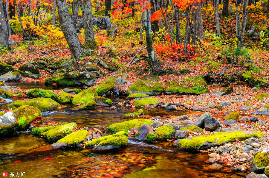 Best places to enjoy autumn's golden landscapes in China