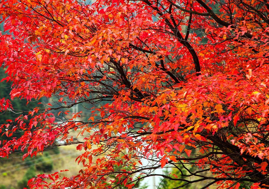 Indulged in the golden color of autumn in Shanxi