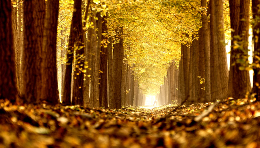 Picturesque golden foliage in Beijing suburb