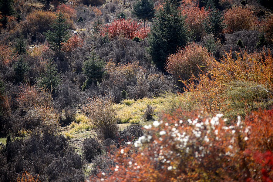 Autumn beauty at the foot of Qilian Mountains