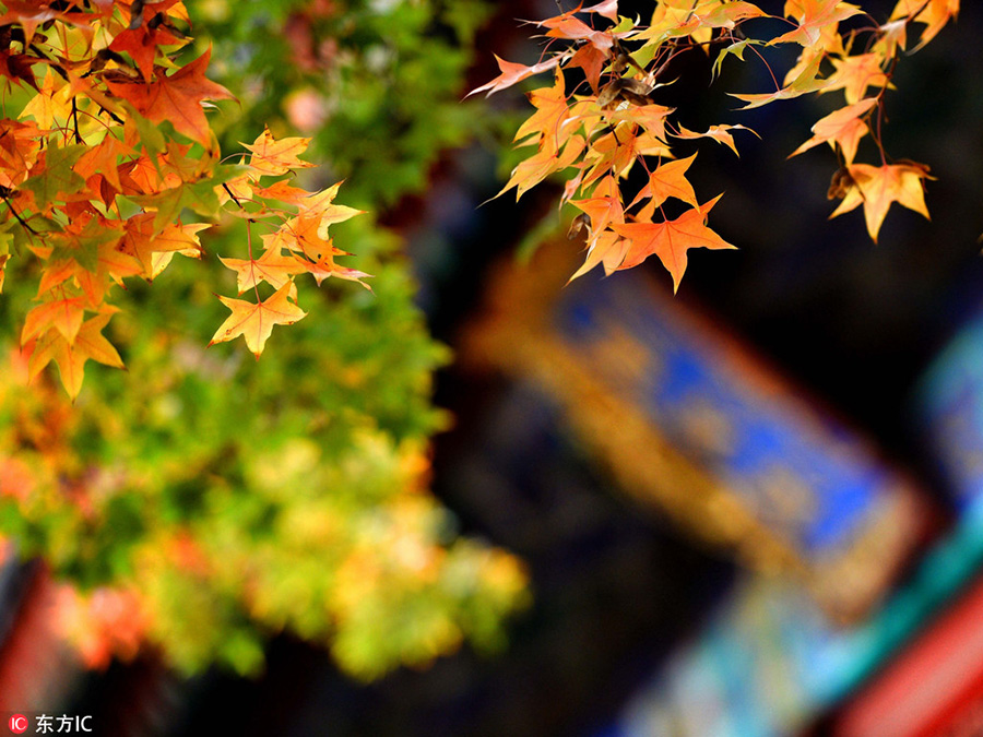 Red leaves in Fragrant Hills bring seasonal beauty to nature lovers