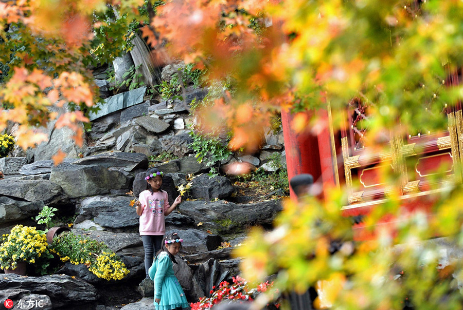 Red leaves in Fragrant Hills bring seasonal beauty to nature lovers