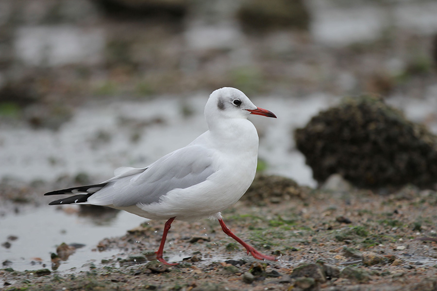 Seagulls in Qingdao draw out visitors