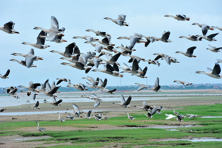 Swan geese migrate to Poyang Lake for winter