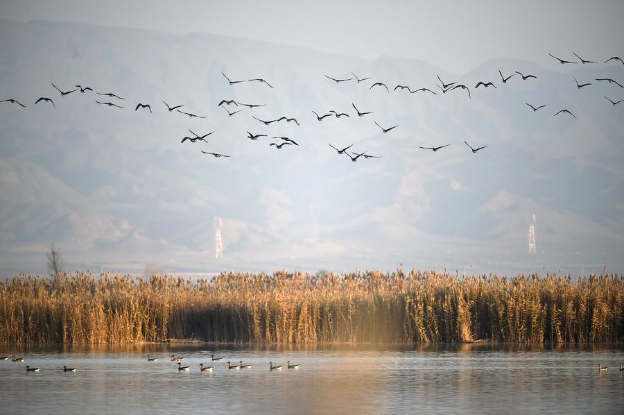Wild geese seen at Qingtongxia wetland nature reserve in NW China