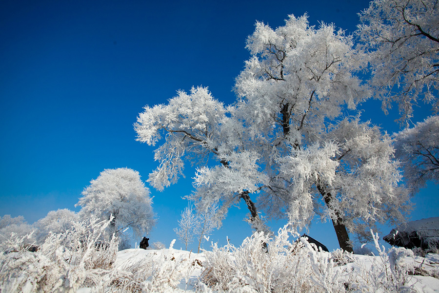 Rime creates a stunning winter scene in Jilin