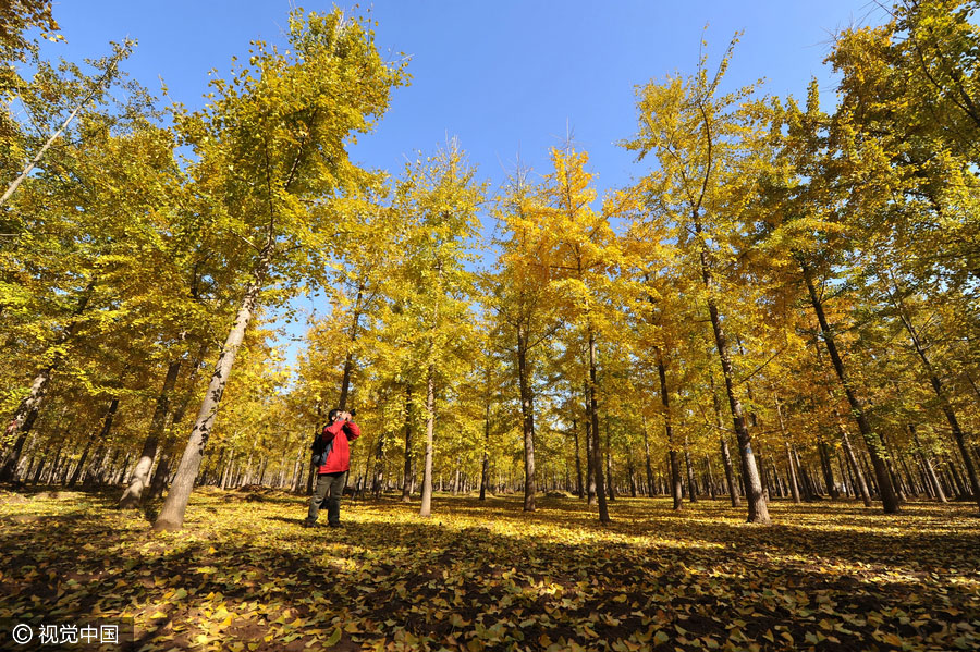 10 best places to enjoy golden foliage in China