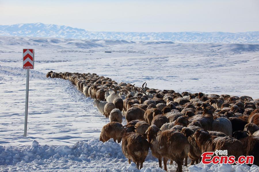 Winter's livestock migration in Xinjiang