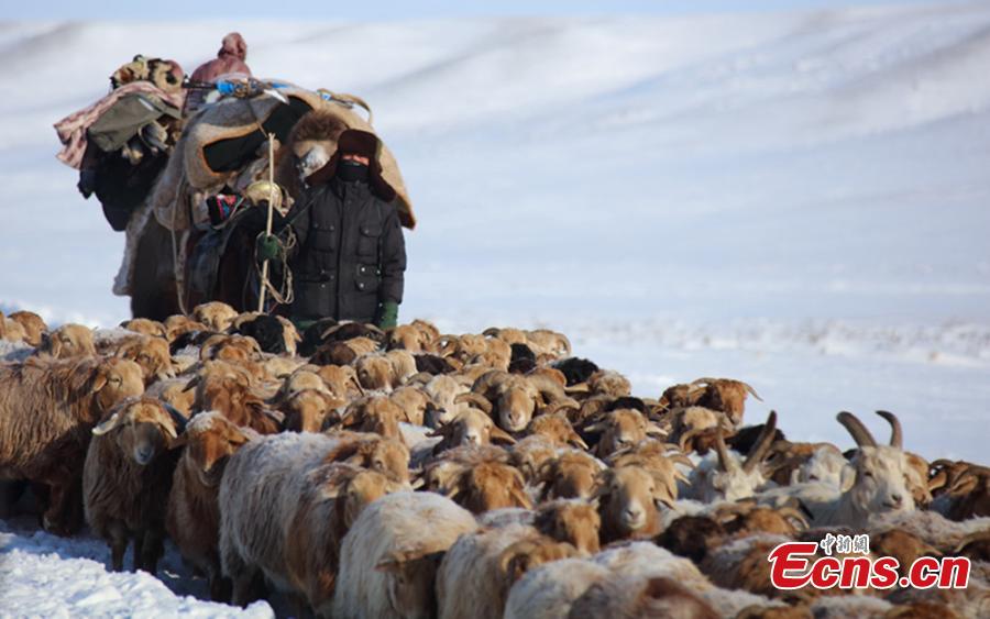 Winter's livestock migration in Xinjiang
