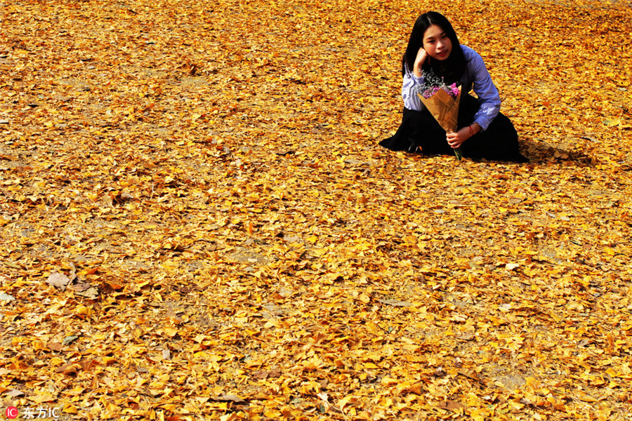 Golden ginkgo leaves lighten up Wuhan University