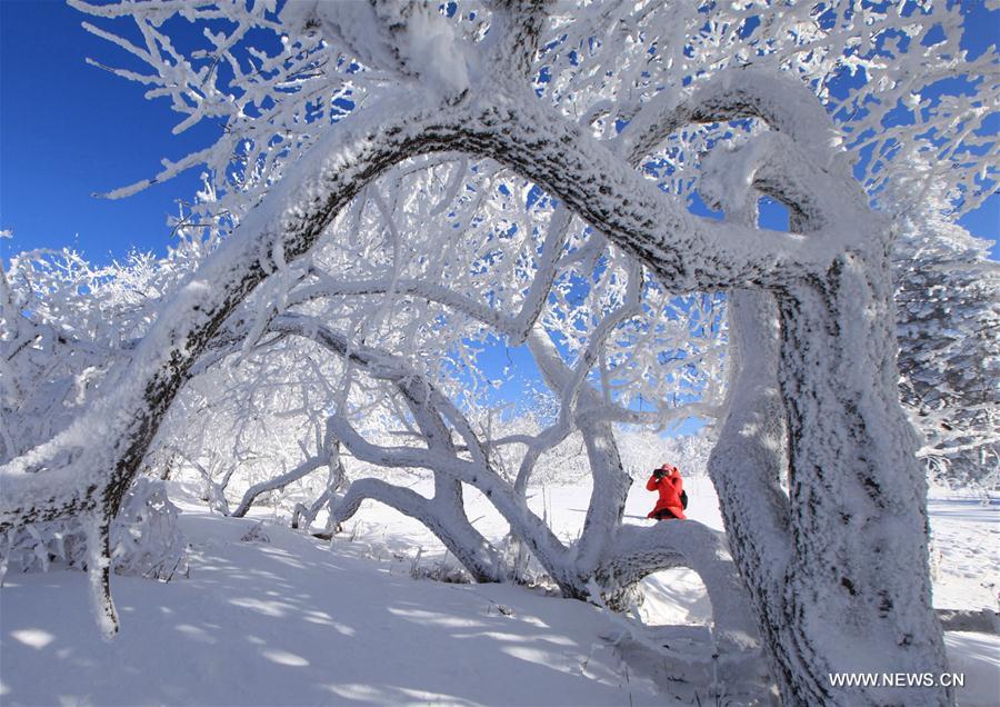 Rime scenery of Xianfeng Forest Park in Northeast China