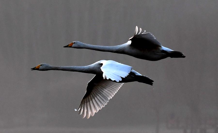 Swans fly over wetland in C China