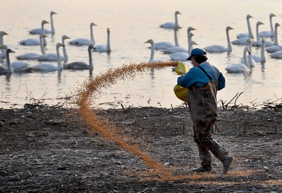 Swans fly over wetland in C China