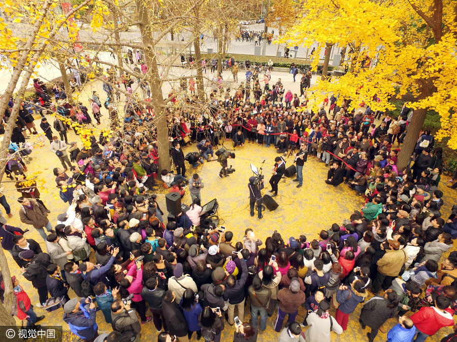 Golden foliage steals the show at Shanghai music carnival